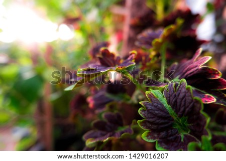 Purple green leaf with blur leaf background