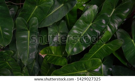 Philodendron leaves. Shape of leaves look like sweetheart.Philodendron is a large genus of flowering plants in the Araceae family. background
