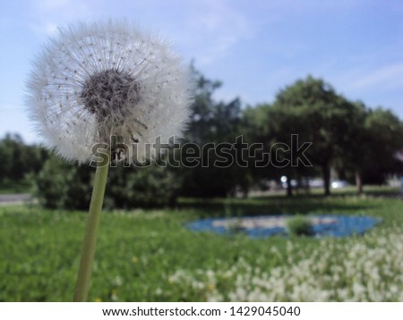 Dandelion on the background of a public park