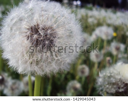 White ripe dandelion on the background of the field