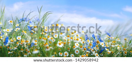 Beautiful field meadow flowers chamomile, blue wild peas in morning against blue sky with clouds, nature landscape, close-up macro. Wide format, copy space. Delightful pastoral airy artistic image.