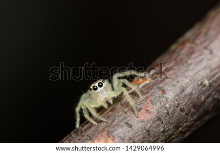 Tiny almost transparent jumping spider / Two Striped Telamonia Jumping Spider / Found among scrubs and plants, cute looking and non venomous but lethal to other insects or bugs