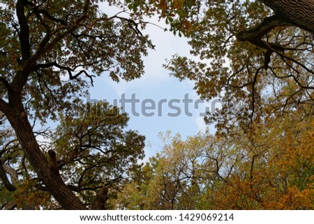 Background of yellow and brown autumn tree branches. Hello Autumn concept.