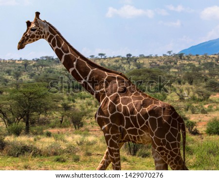 Giraffe walking through the Masai Mara, Kenya