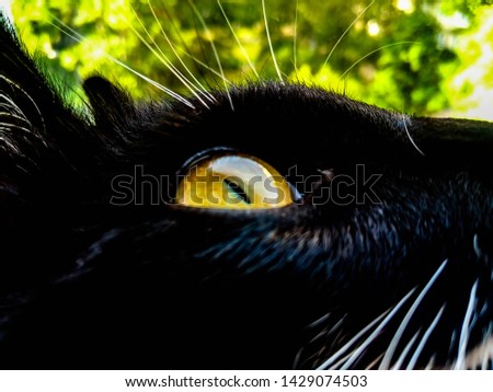 yellow eye of a black cat against a background of foliage animal