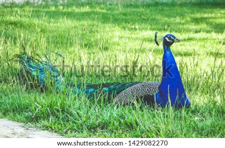 Single male peacock with tail sitting on green grass.