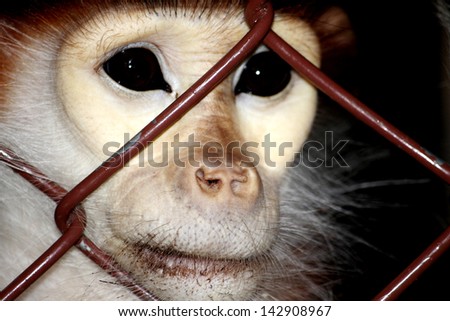 Macaque in a cage at the Zoo, Thailand