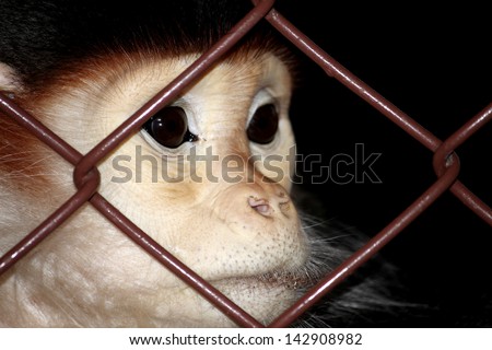 Macaque in a cage at the Zoo, Thailand