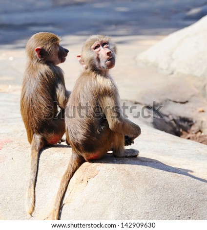 Two young Baboon monkeys