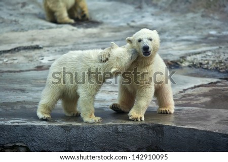 Sibling kiss on the neck of a polar bear baby