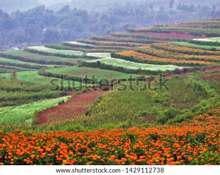 Red Land of Dongchuan in china,Blured picture of Scenery rural south Yunnan, China, vegetable garden and straw puppet on the Red Land of Dongchuan.                             