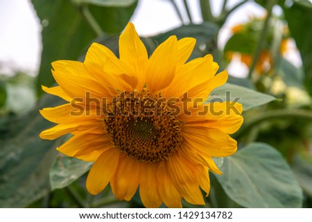 Fully loaded sunflower in field