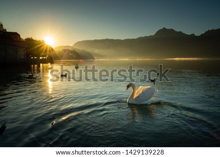 In the morning, the beautiful sun shines on the swan and the poultry. Is a beautiful picture.