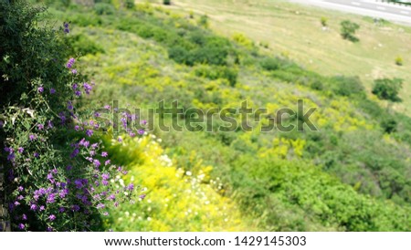 Close up of purple field flowers by field