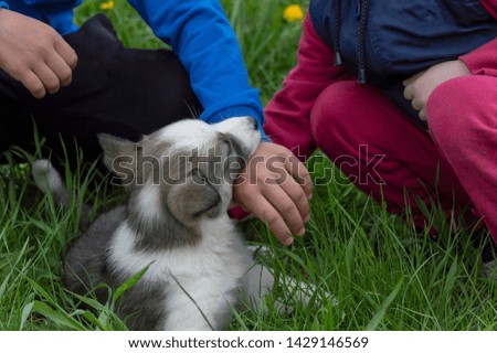 Children play with a puppy dog on a green lawn. Top front view