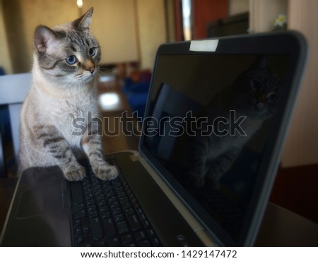 Cat paws on the  keyboard. The cat presses paw on the keyboard. Keyboard. Computer. 