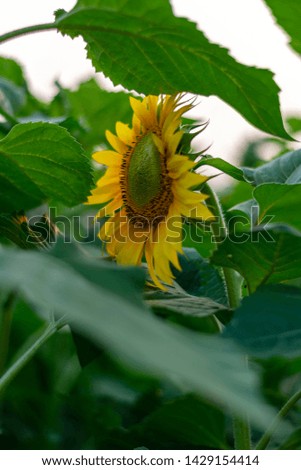 sunflower in the field on summer