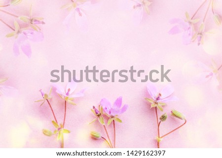 Blossom pink flowers on pink pastel background, spring flowers. Soft light color.  Place for your design. 