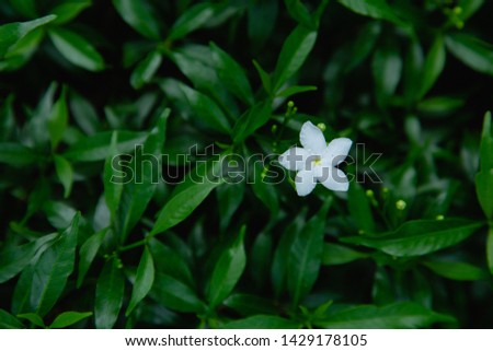 white green natural flower background