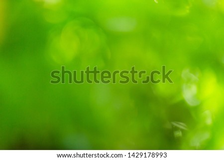out of focus on nature abstract blur background green bokeh from tree