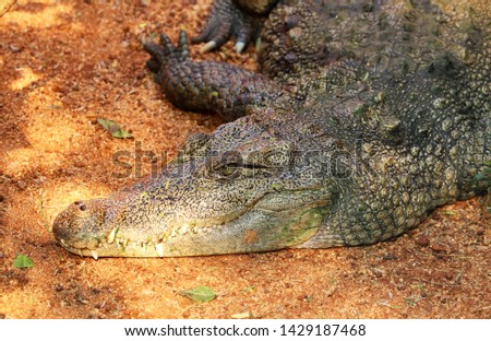 Crocodile a Predator Carnivorous Animal