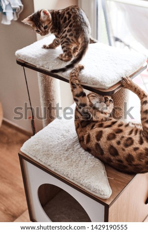 Little bengal cat. Kitty plays. Pet at home.