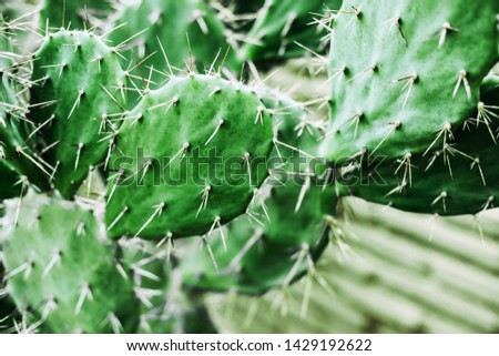 Fresh succulent cactus closeup. Green plant cactus with spines and dried flowers.