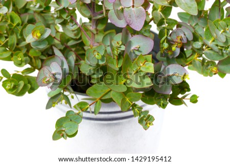 fresh eucalyptus in a vase on a white background