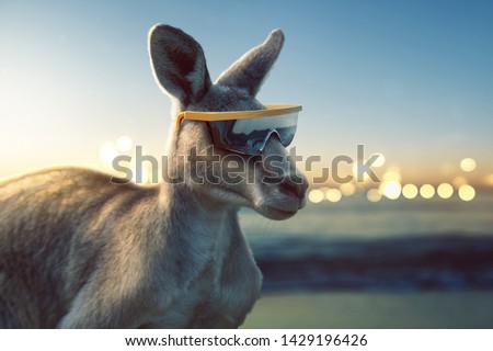 Kangaroo with sunglasses by the sea