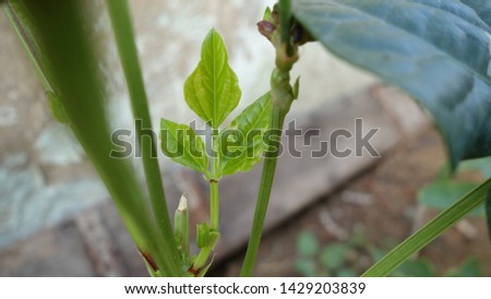 fig tree in spring setting new leaves and tiny green figs

￼M

