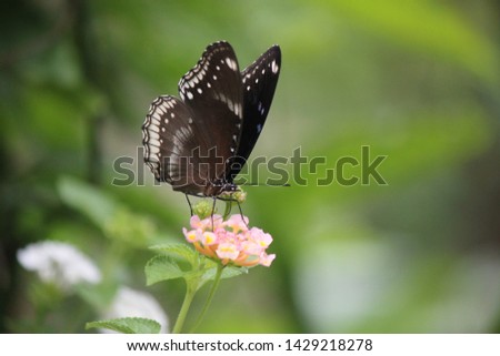 Black butterfly on flowers garden