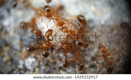 Group of 

Small Red Tropical Fire ants running and fighting for a piece of cake