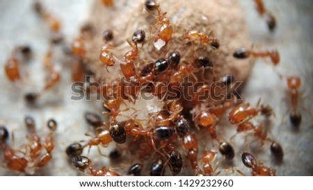 Group of 

Small Red Tropical Fire ants running and fighting for a piece of cake