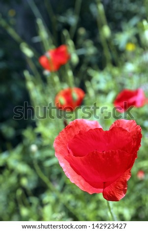 red wild  poppy growing near a forest in spring