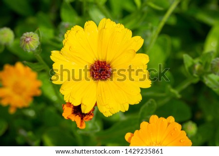 Beautiful blooming marigold in June