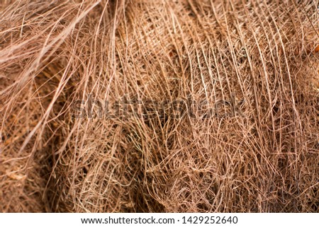 Palm trunk fibers resembling wool or the skin of a large animal of red color
