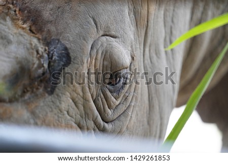 mammal  zoo rhino thailand asia 