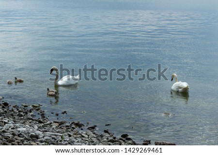 The family of swans on the rocky shore on the island of Ruissalo near the city of Turku on a summer day, the northern beauty of Finland's nature.
