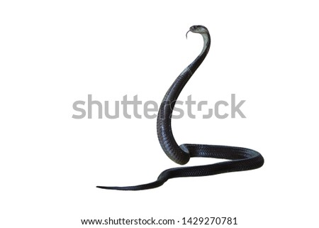 King cobra,Cobra snake isolated on white background 