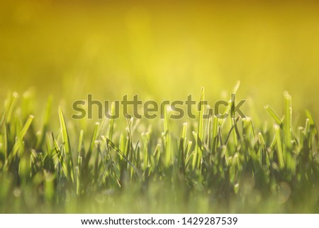 Close up of freshly cutting grass on the green lawn or field at sunset, soft focus, free space. 