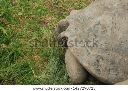 Part of turtle on green grass.