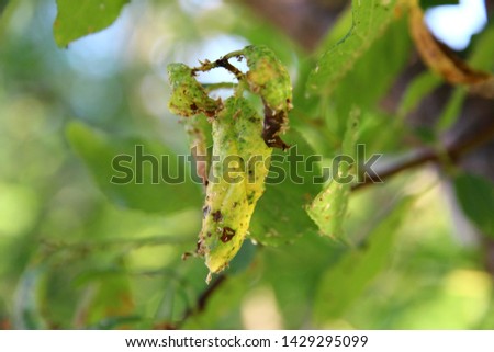 ladybug larva and aphids on a green leaf in the garden
