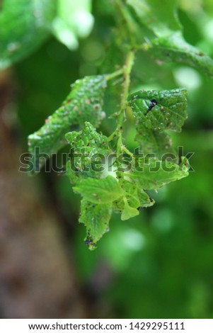 ladybug larva and aphids on a green leaf in the garden