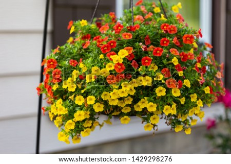 a wide view of a hanging basket of million bells flowers Royalty-Free Stock Photo #1429298276