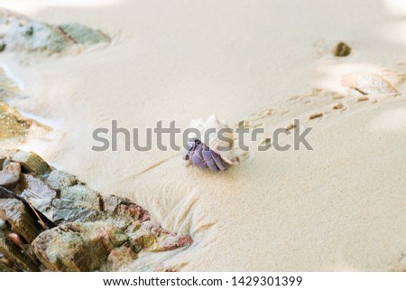 Hermit crab on the sand.