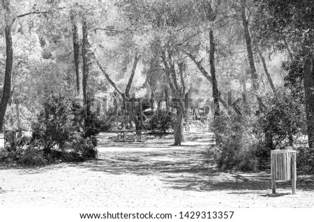 Black and white photo of a forest park in the wild Andalucia Marbella Spain. It is the Nagueles area. Tall trees a lot of shade and order all around. Beautiful nature, everything is well maintained