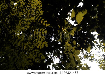 Photo background with green leaves of acacia