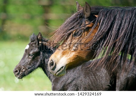 domestic horse with foal in a meadow, Germany