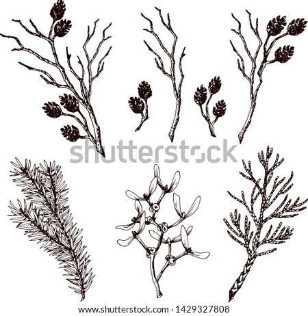 Set of dry twigs, fir branch, thuja, mistletoe and alder cones.  Hand drawn vector illustration. Isolated elements for design.