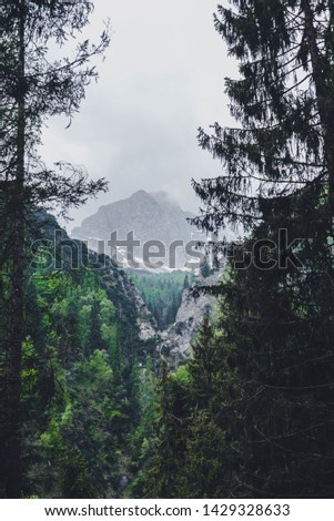 Green forest in mountains with cliffs on a background, wild nature . Alps, Italy 